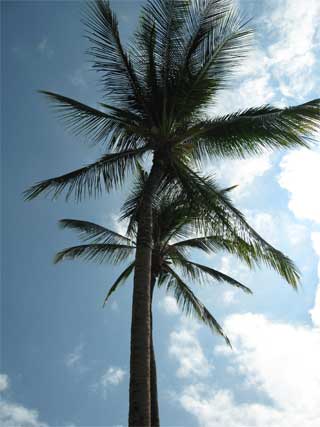 Palm