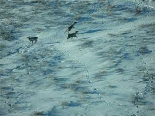 Caribou