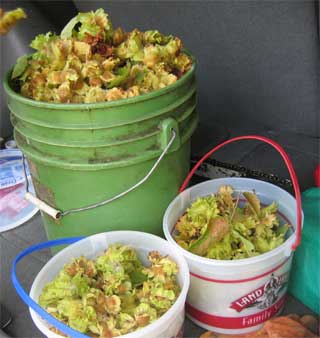 three buckets of hazelnuts