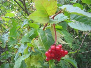 high bush cranberries